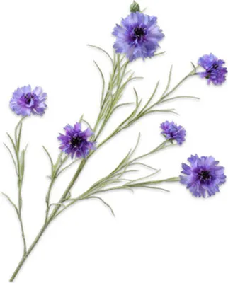 Produktbild von Silk-ka Kunstblume - Seidenblume Kornblumenzweig Lavendel 92 cm