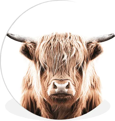 Produktbild von MuchoWow® Rundes Wandbild - Runde Bilder Tiere - Schottischer Highlander - Kuh Ø 30 cm Kreis Wanddekoration Kunststoff - Wandkreis - Wandschmuck - Schlafzimmer - Bilder - Der Kreis - Kunst für die Wohnung - Plastik - Kunstdruck - Wandbild