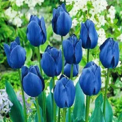 Zdjęcie produktu dla Tulipan Niebieski 10 szt. Tulipany Cebulki Tulipanów Cebule