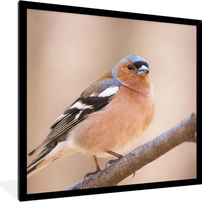 Produktbild von MuchoWow® Gerahmtes Poster Vogel - Tiere - Fink 40x40 cm - Poster mit Schwarzem Bilderrahmen Wandposter Rahmen Foto Bilder - Mit Rahmen - Wanddekoration Schlafzimmer