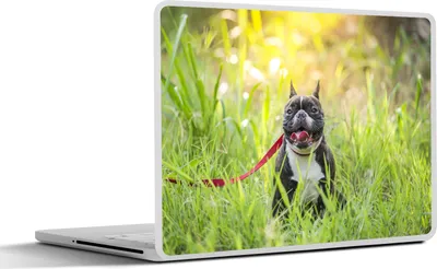 Produktbild von MuchoWow® Laptop Aufkleber Sticker Cover Französische Bulldogge - Gras - Hundeleine 30x21 cm - Sticker für Laptop - Selbstklebend