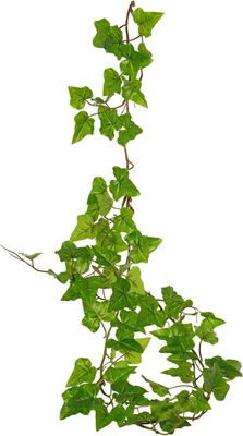 Produktbild von artplants.de Kunststoff Efeugirlande KONANI, crossdoor, grün, 150cm - Deko Efeugirlande