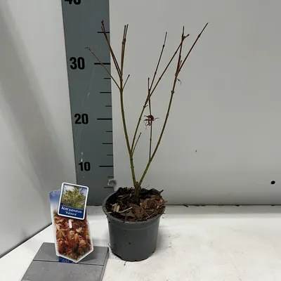 Immagine prodotto di Acer palmatum 'Katsura' - Acero giapponese | 30-40 cm in vaso