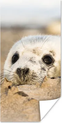 Produktbild von MuchoWow® Poster Robbe hinter Sandhügeln versteckt 20x40 cm - Plakat - Foto