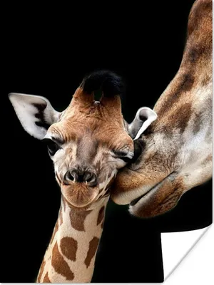 Produktbild von MuchoWow® Poster Giraffe - Tiere - Schwarz - Porträt - Tiere 120x160 cm - Wandbilder