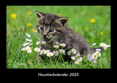 Produktbild von Haustierkalender 2025 Fotokalender DIN A3