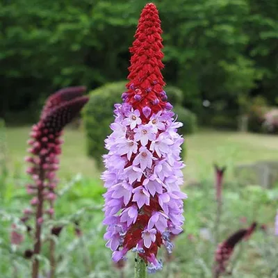 Obrázek produktu pro 6 x Orchidej klíčník - Primula vialii - květináč 9cm x 9cm