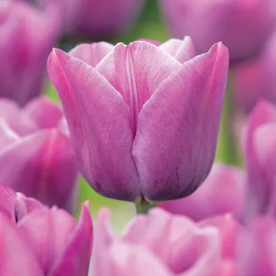 Obrázok produktu pre Tulipány Kvetinové cibuľky Cibuľky Kvety Tulipánové cibuľky Tulipán Violet Beauty 5 ks.