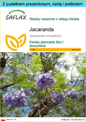 Zdjęcie produktu dla SAFLAX - Zestaw prezentowy - Jacaranda - 50 Nasiona - Z pudełkiem upominkowym, etykietą wysyłkową, kartą podarunkową i podłożem uprawowym - Jacaranda mimosifolia