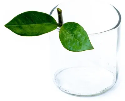 Obrázok produktu pre Gardners Zamioculcas zamiifolia - odrezky na zakorenenie