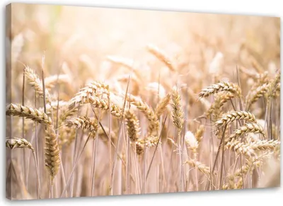 Produktbild von Leinwandbild getreide in der sonne 100x70 cm Feeby beige wandbild bereit zum aufhängen