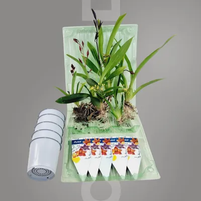 Imagen del producto de Mini orquídeas, plantas de verdad: 5 plantas de interior de Holanda, surtido de 5 colores, de 15-20 cm de altura con flores. Incluye: Cambria, Colmonara, Brassia (No son artificiales, no incluyen fertilizante ni maceta)