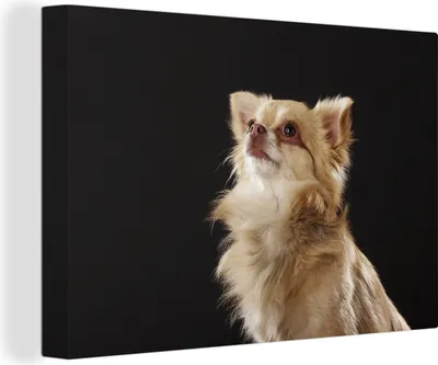 Produktbild von OneMillionCanvasses® - Leinwandbilder - 140x90 cm, Chihuahua auf schwarzem Hintergrund, Wandbilder Kunstdruck Wanddekoration