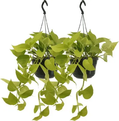 Obrázok produktu pre Pothos - Epipremnum Golden Pothos - Scindapsus - izbová rastlina - Ø15cm