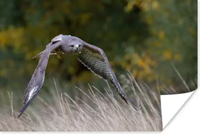 Produktbild von MuchoWow® Poster Ein Bussard im Tiefflug über herbstlich gefärbten Gräsern 120x80 cm - Bilder