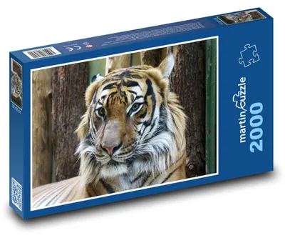 Obrázek produktu pro Puzzle 2000 Tygr v divoké přírodě - martinpuzzle