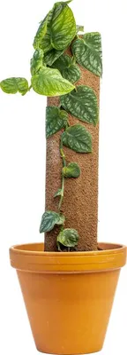 Zdjęcie produktu dla Gardners Monstera dubia Juveniel, średnica 14 cm