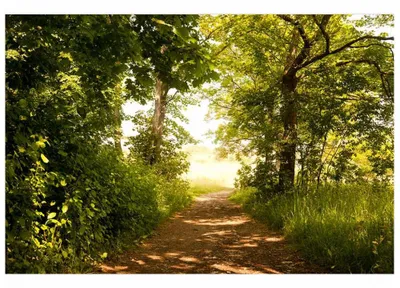 Zdjęcie produktu dla Fototapeta ścienna Dimex MS-5-0093 Park 375 x 250 cm
