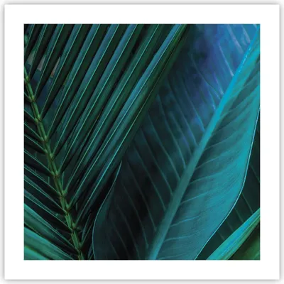 Produktbild von Poster - Poster ohne Rahmen - Blatt Tropen Grün - 50x50 cm - Wand Bild - Wanddeko - Wandbilder - Kunstposter - Wandposter - Bilder - Kunstdruck - Wanddekoration - Wandbild - P2XAC50x50-5071