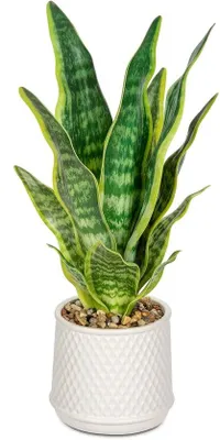 Obrázek produktu pro Umělá rostlina Sansevieria v bílém keramickém květináči, 44 cm, dekorativní pokojová rostlina do obývacího pokoje, kuchyně nebo jako dekorace na stůl