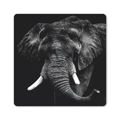 Produktbild von MuchoWow® Mauspad Mousepad Elefant - Tiere - Zähne - Schwarz - Weiß 30x30 cm - Mousepads - Maus Mat - Pad - Mausunterlage - Gaming