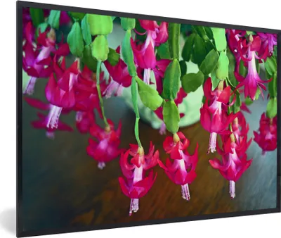 Produktbild von MuchoWow® MuchoWow® Gerahmtes Poster Lidkaktus in voller Blüte 90x60 cm - Poster mit zchwarzem Bilderrahmen - Fotorahmen - Foto-Plakat