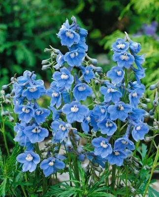 Produktbild von Delphinium x bellad. 'Cliveden Beauty', Rittersporn, blau, ca. 11x11 cm Topf
