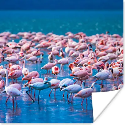 Produktbild von MuchoWow® Poster Flamingo - Wasser - Tropisch - Rosa 100x100 cm - Babyzimmer