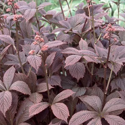 Produktbild von 6 x Fiederblättriges Schaublatt - Rodgersia pinnata 'Braunlaub' | Topf 9cm x 9cm