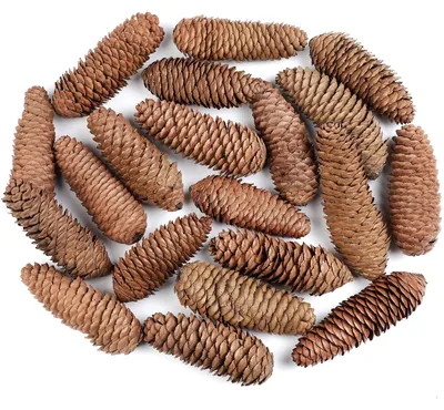 Tannenzapfen 20 Stück, 12–14 cm, natürlich, für Adventskranz & Deko