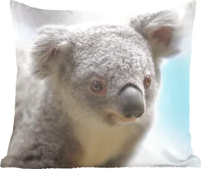 Produktbild von MuchoWow® Zierkissen Sofakissen Wohnzimmer Dekokissen 45x45 cm Koala - Porträt - Tier - Kinder - Jungen - Mädchen - Schlafpolster - Polster für das Sofa