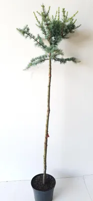 Produktbild von Cedrus atlantica "Glauca", Atlantische Blauzeder, Höhe inklusive Topf: 150-160 cm, Hochstamm