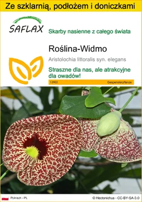 Zdjęcie produktu dla SAFLAX - Zestaw do uprawy - Roślina-Widmo - 80 Nasiona - Z mini szklarnią, podłożem uprawowym i 2 doniczkami - Aristolochia littoralis syn. elegans
