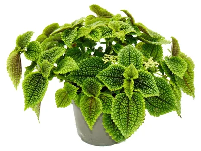 Obrázek produktu pro Rostlina „kanonýr“ – Pilea involucrata Moon Valley – rostlina „měsíční kráter“ – květináč 12 cm