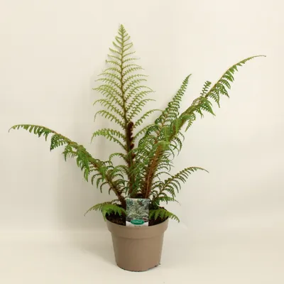 A potted fern plant against a plain background.