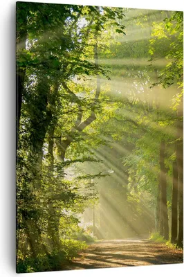 Produktbild von Bild auf Leinwand - Leinwandbild - Einteilig - Wald Baum Natur - 70x100cm - Wand Bild - Wanddeko - Wandbilder - Leinwanddruck - Kunstdruck - Wanddekoration - Leinwand bilder - Wandbild - PA70x100-3661