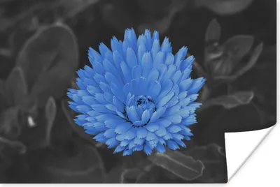 Produktbild von MuchoWow® Poster Blumen - Schwarz - Weiß - Blau 180x120 cm - Fotoplakat