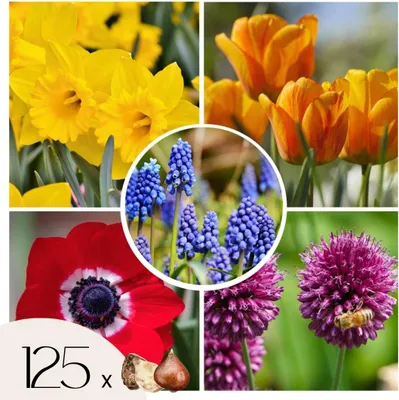 Produktbild von Blumenzwiebelmischung - 125 Stk - Tulipa, Anem. Narcis. Allium, Muscari