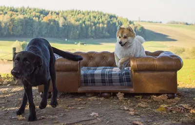 Produktbild von Casa Padrino Luxus Chesterfield Leder Hundebett Vintage Braun / Dunkelbraun / Mehrfarbig 134 x 104 x H. 37 cm - Rechteckiges Echtleder Hundebett - Luxus Chesterfield Leder Tiermöbel