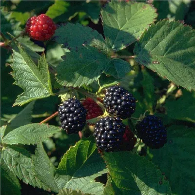 Produktbild von Brombeere Loch Ness Brombeeren dornenlos aromatisch süß 60-100 cm im 2 L Topf