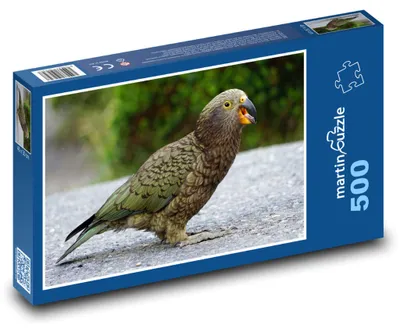Zdjęcie produktu dla martinpuzzle - Puzzle 500 - Kea, papuga górska