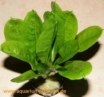 Produktbild von 1 Topf Echinodorus Tropica, Schwertpflanze