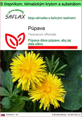 Obrázok produktu pre SAFLAX Garden to go - púpava - Taraxacum officinale - 200 Semená - S črepníkom, klimatickým vekom a pestovateľským substrátom