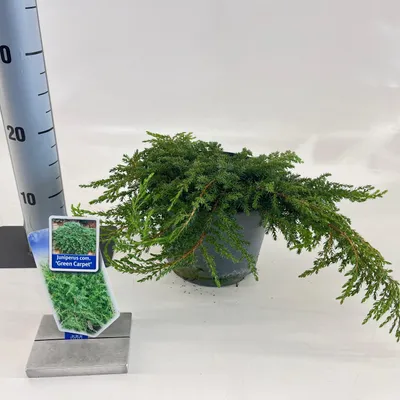 Produktbild von Juniperus comm. ‘Green Carpet’ - Grüner Kriechwacholder | 25-30 cm im topf