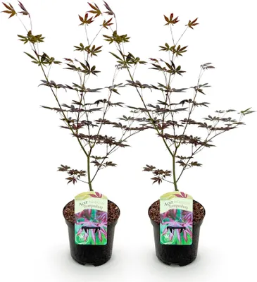 Image de Green boutiQ - Plante de terrasse - Érable japonais - Acer palmatum Trompenburg - Violet foncé - 2 plants - À feuilles caduques - Pot de 19 cm, hauteur 70 cm