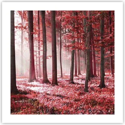 Produktbild von Poster - Poster ohne Rahmen - Wald Rot Bäume - 50x50 cm - Wand Bild - Wanddeko - Wandbilder - Kunstposter - Wandposter - Bilder - Kunstdruck - Wanddekoration - Wandbild - P2XAC50x50-4944