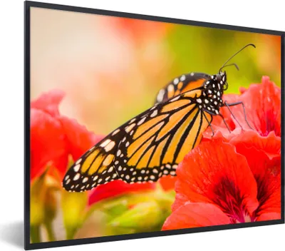 Produktbild von MuchoWow® Gerahmtes Poster Blumen - Schmetterlinge - Monarch 80x60 cm - Poster mit Schwarzem Bilderrahmen Wandposter Rahmen Foto Bilder - Schwarzem - Mit Gestell