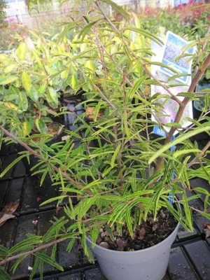 Produktbild von Rosa Puderquastenstrauch Schöner Mann - Calliandra surinamensis - 30-40cm