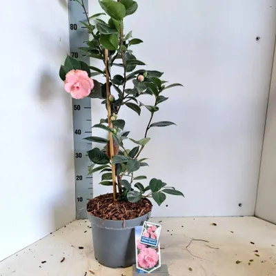 Zdjęcie produktu dla Camellia japonica 'William Bartlett' – kamelia | 70–80 cm w doniczce