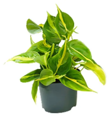 Image de Philodendron Scandens Brasil - 15cm - Ø12cm - Plante d'intérieur - Vert persistant